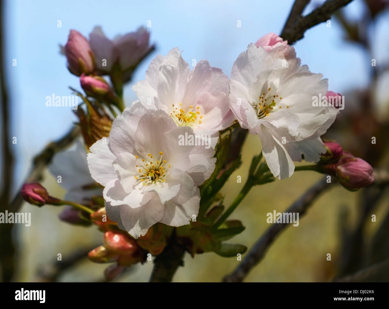 prunus x yedoensis shidare yoshino flowering cherry tree flowers ...