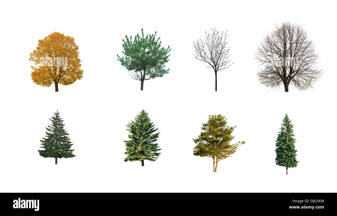 autumn on winter trees isolated on white Stock Photo - Alamy