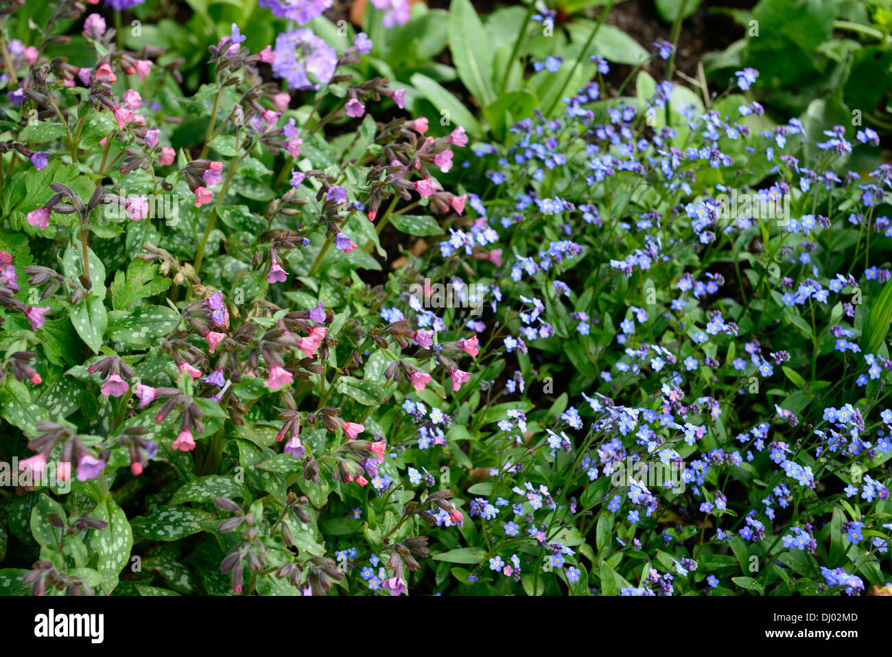pulmonaria saccharata Myosotis sylvatica  spring garden gardening mix combination pale pastel colours colors mixed planting Stock Photo