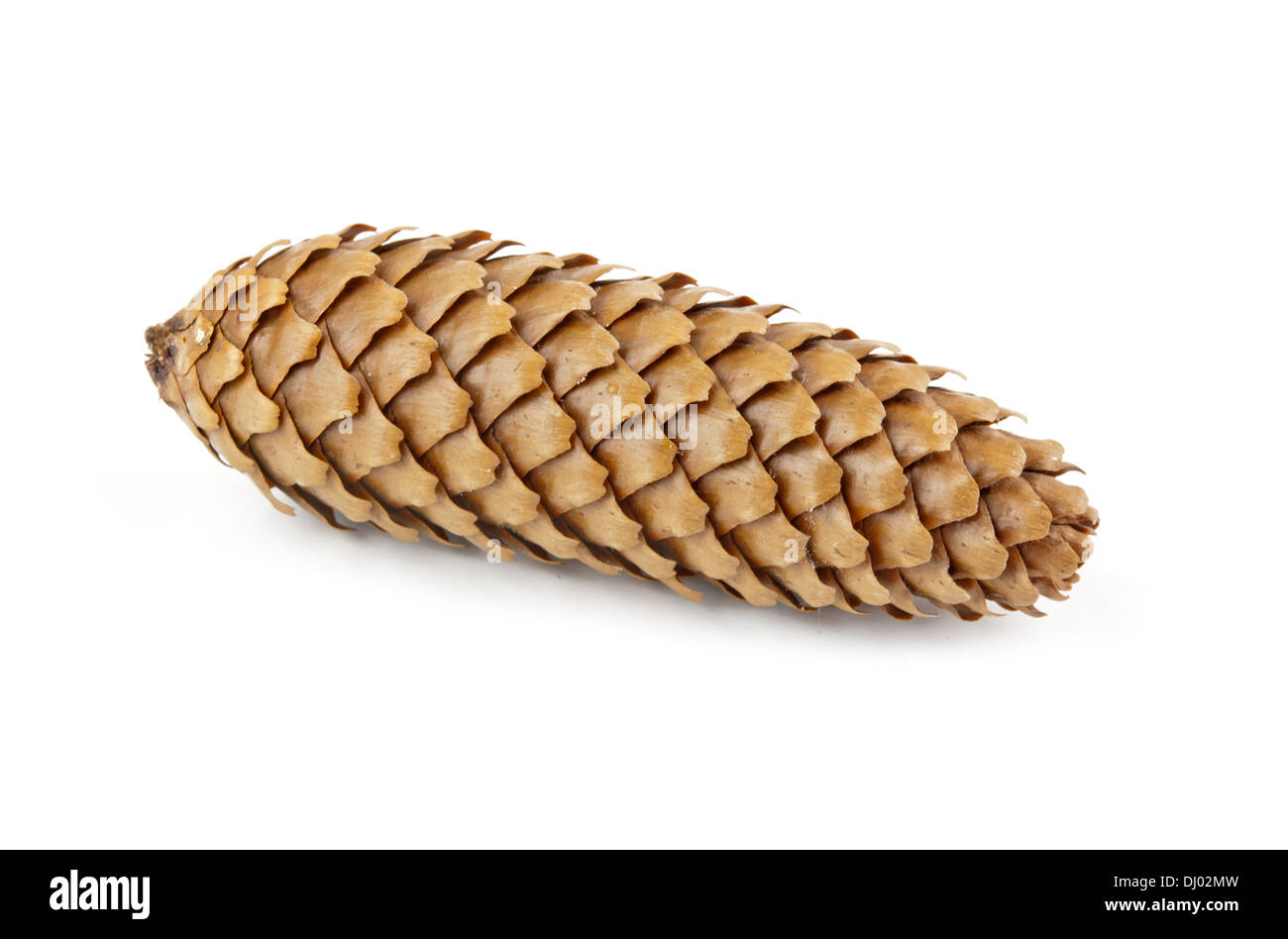 pine cone isolated on white background Stock Photo