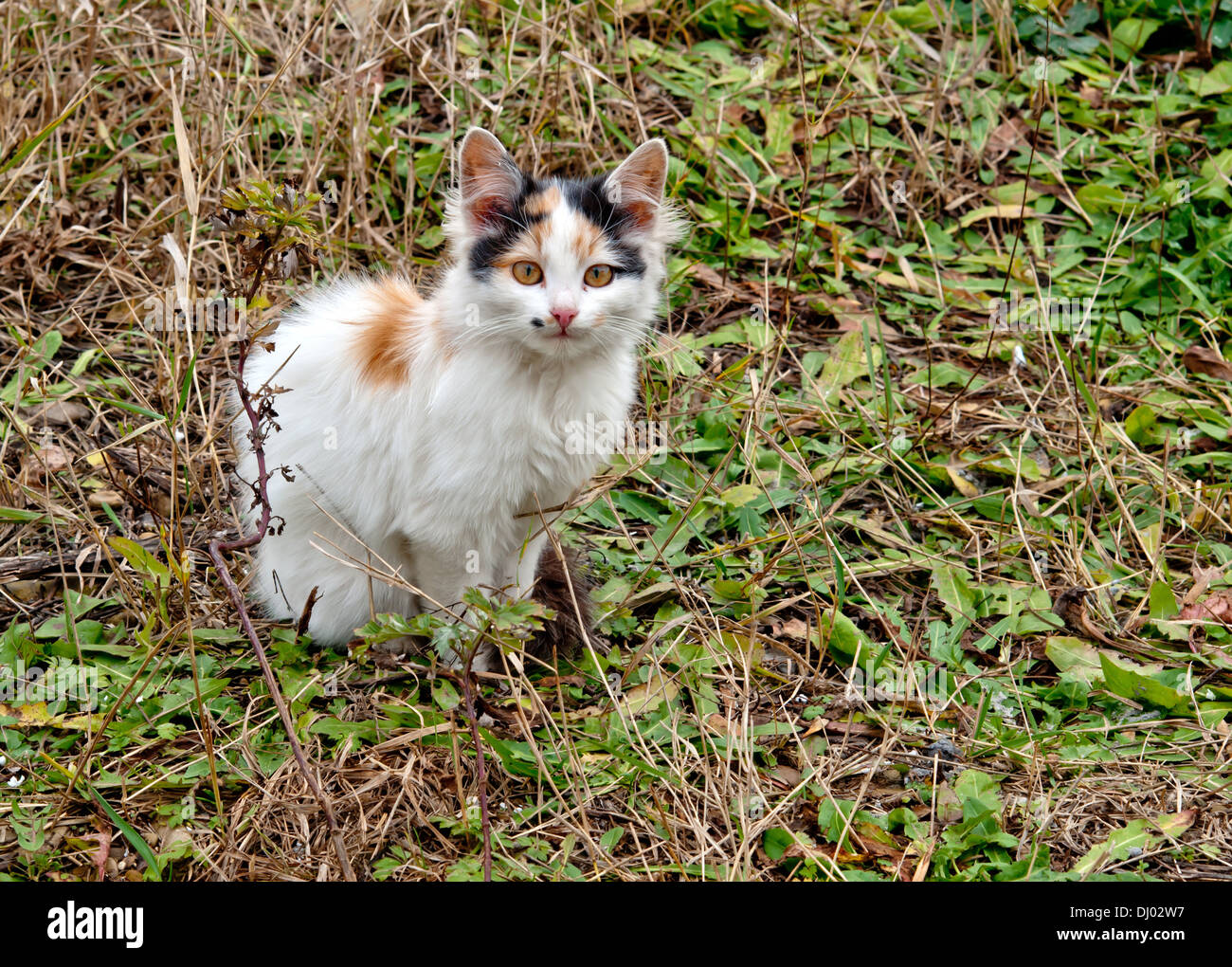 Young cat in the grass hi-res stock photography and images - Alamy