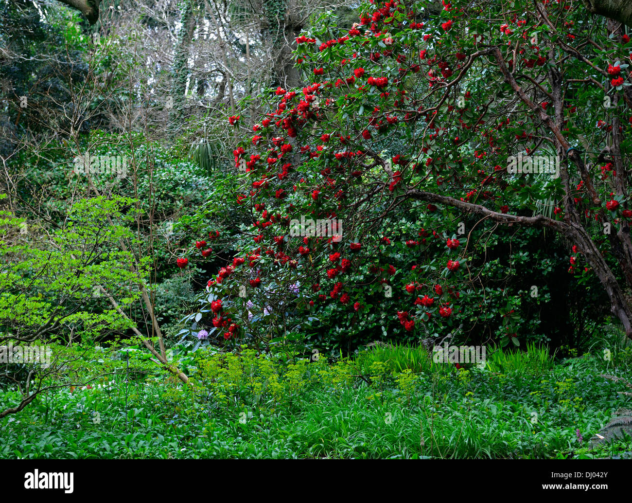 red rhododendron green euphorbia color colour contrast contrasting combination combo flower flowering flowers tree perennial Stock Photo