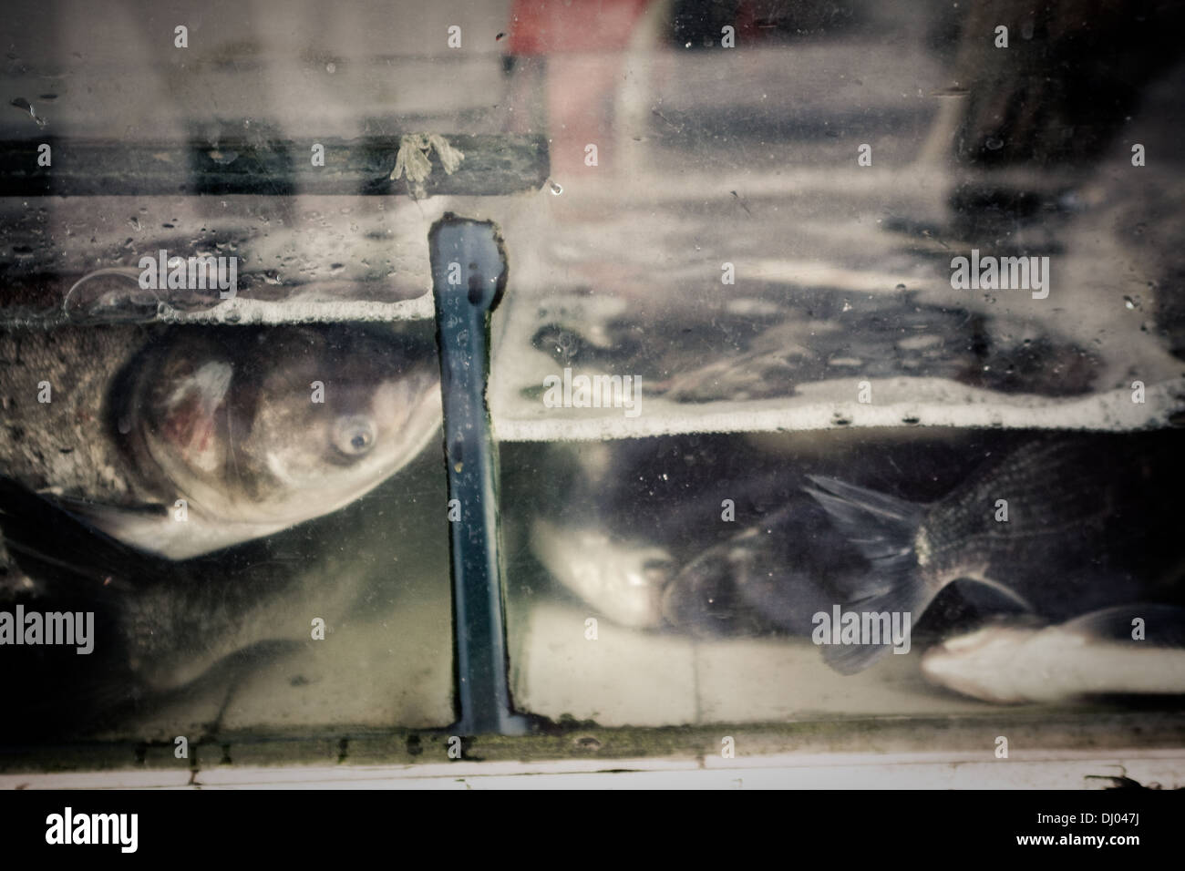 Shanghai, China 2011 documenting the fish market down a unseen back street. Stock Photo