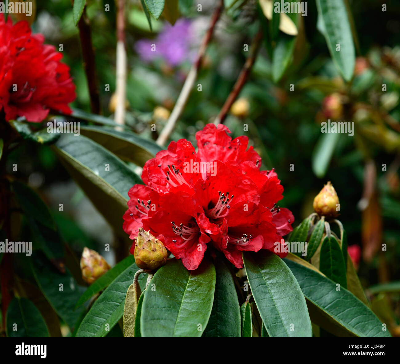 rhododendron arboreum subsp delavayi red flower flowers flowering tree closeup selective focus plant portraits Stock Photo