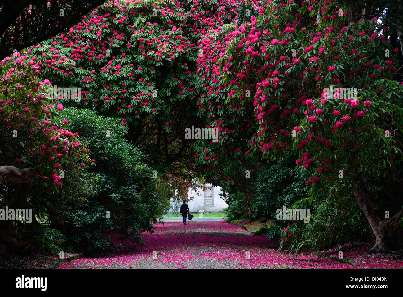 rhododendron arboreum subsp delavayi tree lined avenue path red Stock