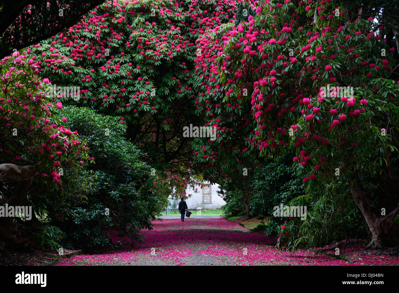 rhododendron arboreum subsp delavayi tree lined avenue path red flowers flowering kilmacurragh botanic garden wicklow Stock Photo