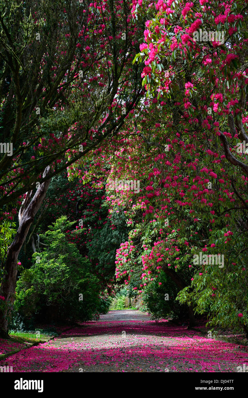 rhododendron arboreum subsp delavayi tree lined avenue path red flowers