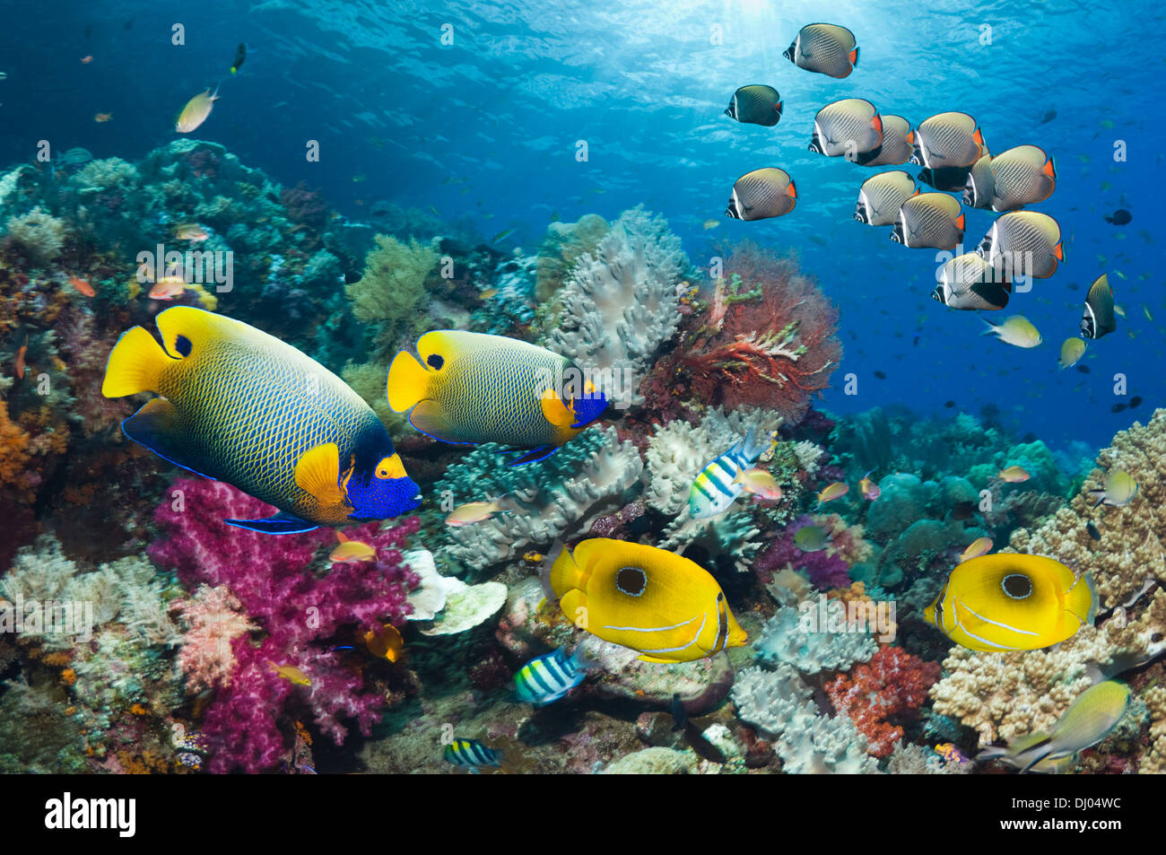 Coral reef with Blue-girdled angelfish, Ovalspot butterflyfish and Redtail or Collared butterflyfish Stock Photo