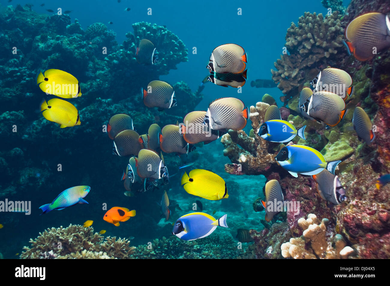 Red tail or Collared butterflyfish with Yellow butterflyfish and Powder-blue surgeonfish Stock Photo