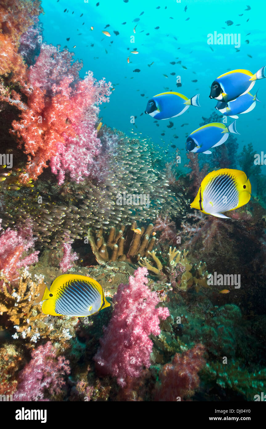 Coral reef scenery with Spot-tail butterflyfish, Pygmy sweepers and Powder-blue surgeonfish Stock Photo