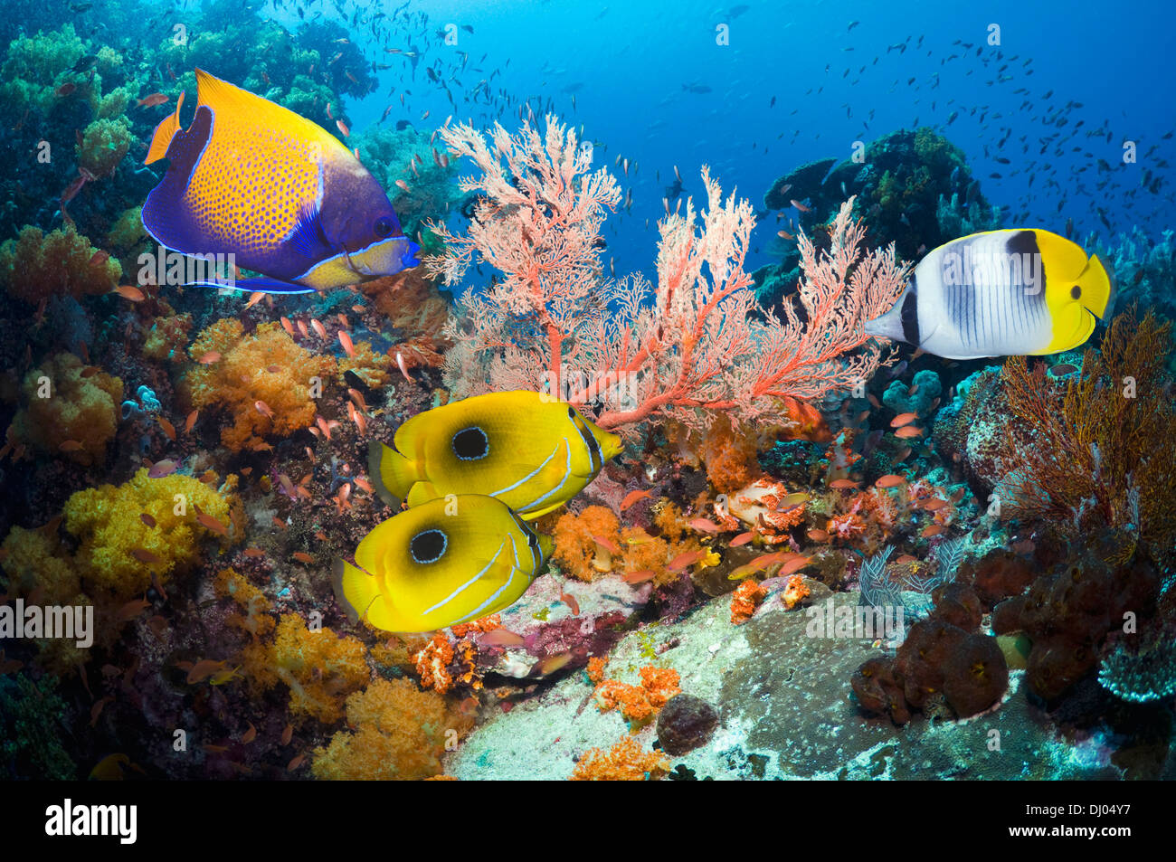 Blue-girdled angelfish and Bennett's butterflyfish over coral reef with gorgonian, soft corals and Lyretail anthias Stock Photo