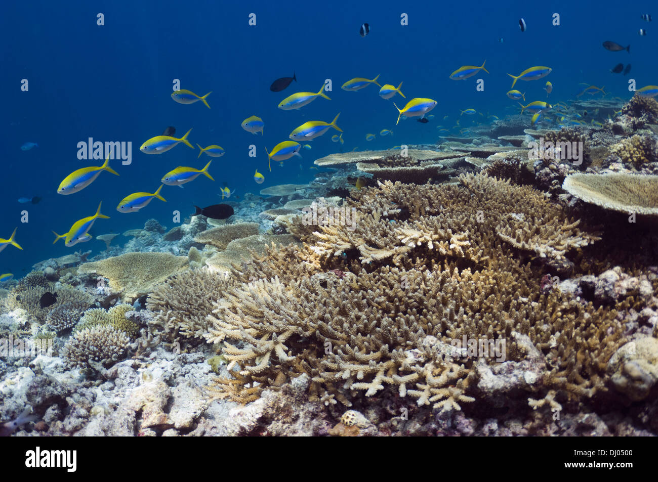 Shallow reef top with mainly table corals Acropora sp.) and Yellowtop fusiliers (Caesio xanthonota). Maldives. Stock Photo