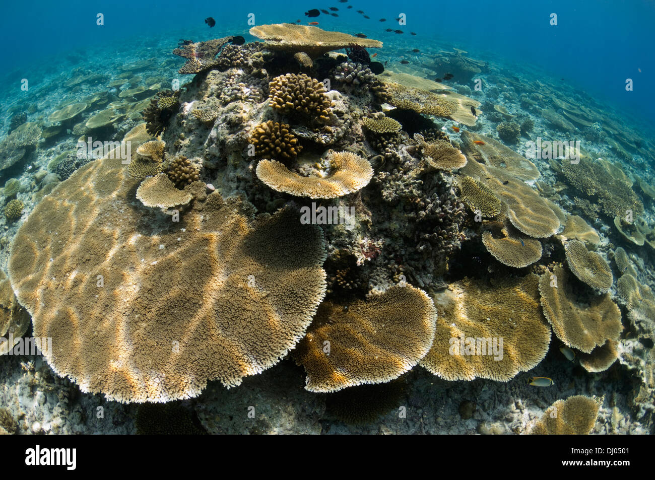 Sun dapple on table corals Acropora sp.) on shallow reef top. Maldives. Stock Photo