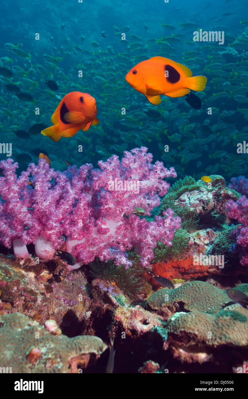 Red saddleback anemone fish swimming over soft corals with snappers in the background Stock Photo