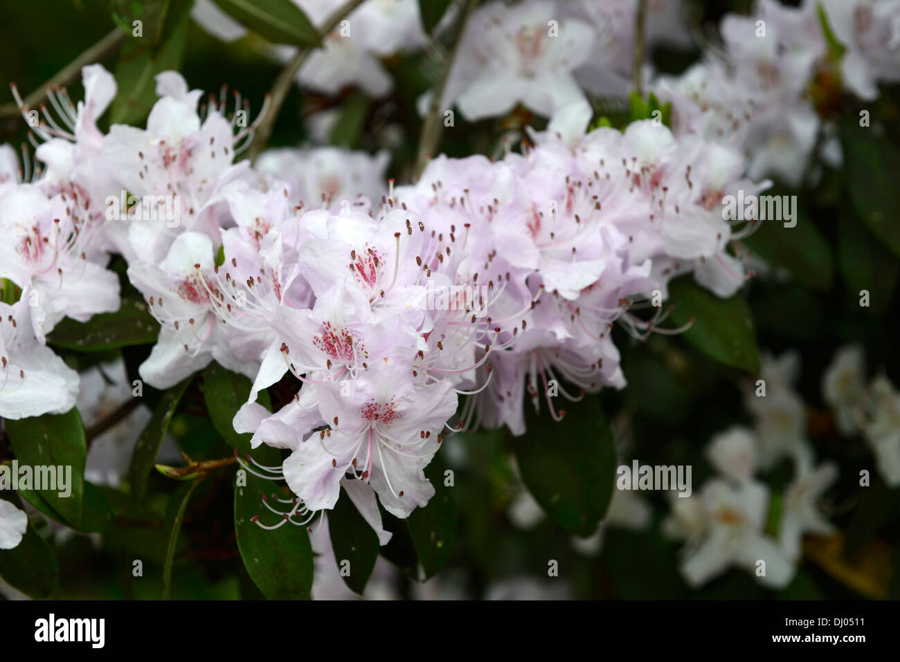 rhododendron davidsonianum flowers flowering pink shrubs closeup selective focus plant portraits Stock Photo