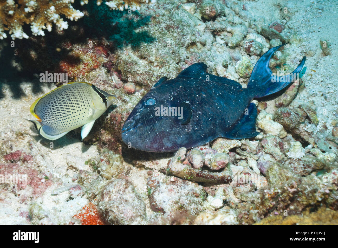 Peppered butterflyfish investigating a dead Redmouth triggerfish, one of the many fish that died in the Maldives in April 2012 Stock Photo