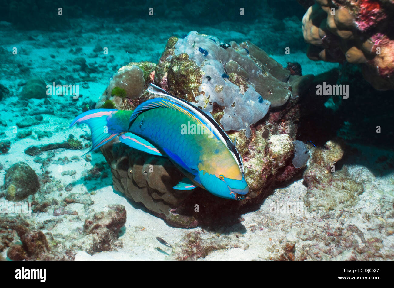 Greenthroat or Singapore parrotfish, terminal male with a Remora or Sharksucker Stock Photo