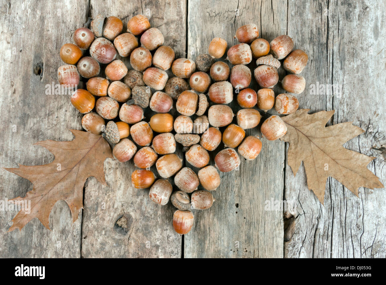 Acorns forming a heart on a wooden background Stock Photo - Alamy