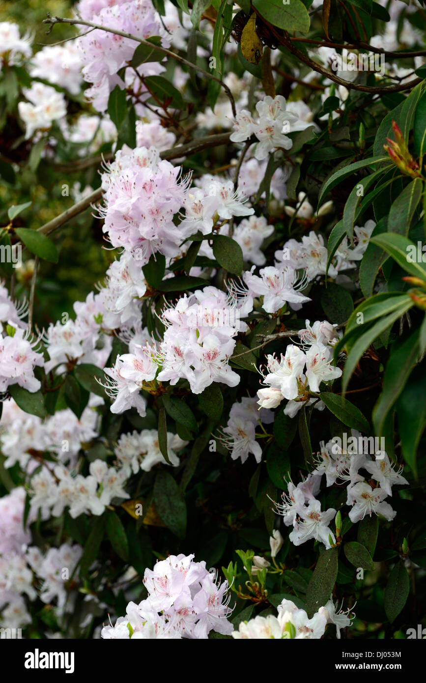 rhododendron davidsonianum flowers flowering pink shrubs closeup selective focus plant portraits Stock Photo