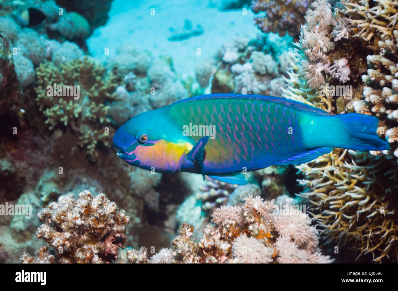 Daisy parrotfish (Chlorurus sordidus). Egypt, Red Sea Stock Photo
