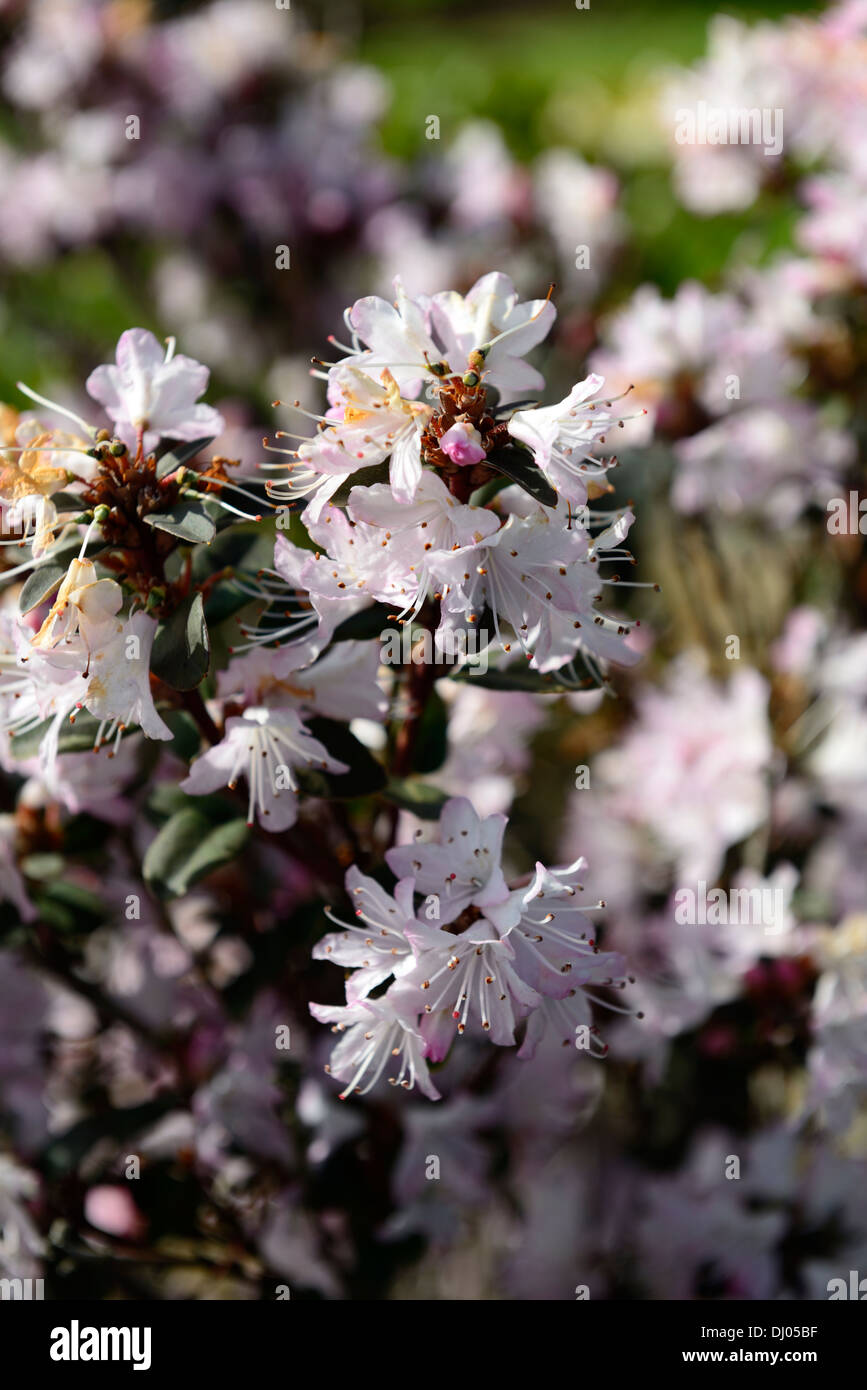 rhododendron phaeochrysum var agglutinatum species flower bloom blossom spring Stock Photo