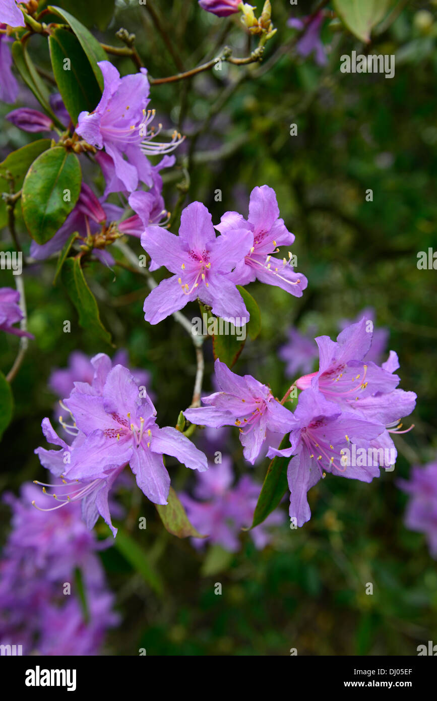rhododendron yunnanense plant portraits pink flowers petals spring shrubs  Stock Photo - Alamy