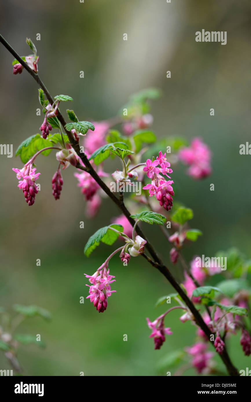 ribes sanguineum superbum flowering currant closeup pink flowers plant