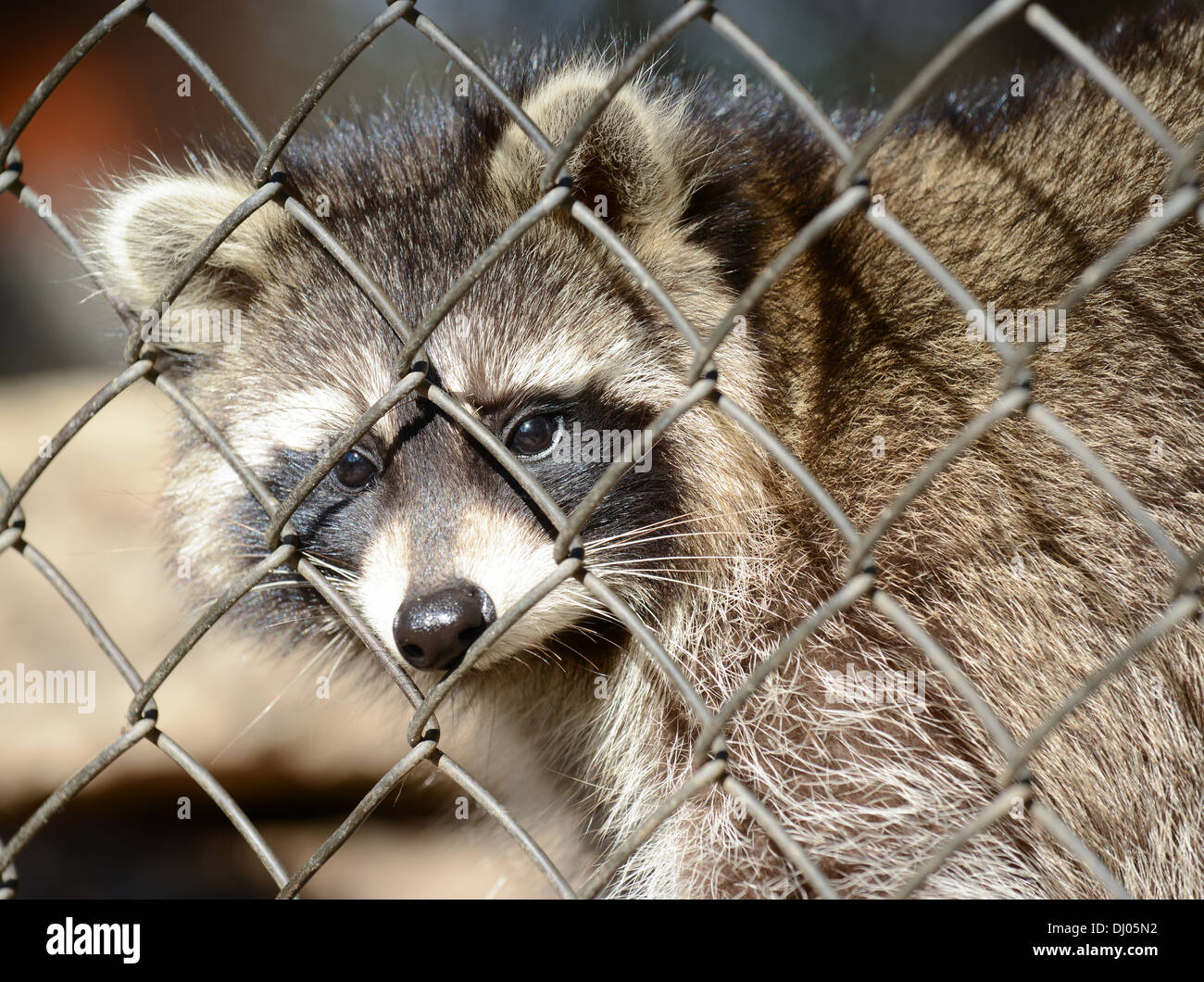 Raccoon in a cage Stock Photo Alamy