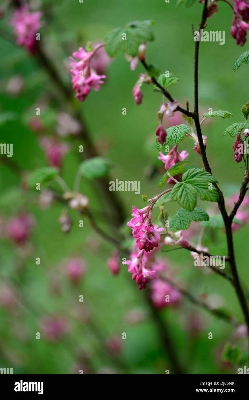 ribes sanguineum superbum flowering currant closeup pink flowers plant