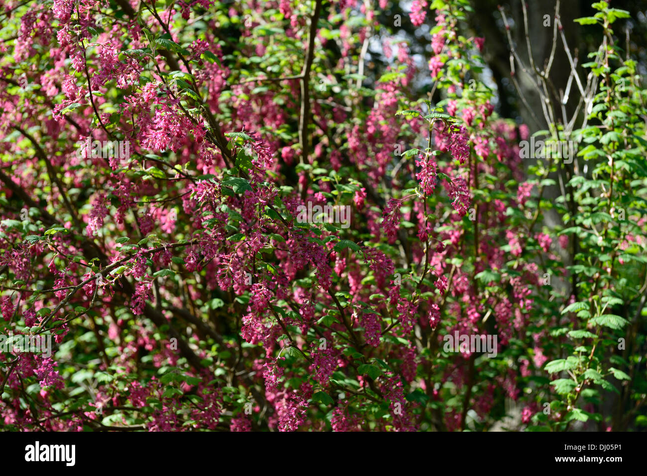 pink flowering currant ribes sanguineum
