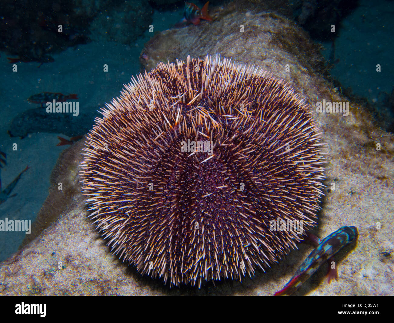 Underwater Costa Rica Cocos Island Sea Ocean Scuba Diving Marine Underwater Costa Rica Cocos Island Sea Ocean Scuba Diving Marine