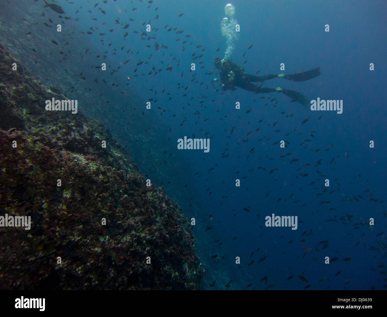 underwater, Costa Rica, Cocos island, sea, ocean, scuba, diving, sport