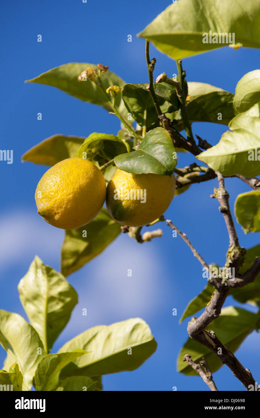 fresh lemons on lemon tree blue sky nature summer fruit background ... fresh lemons on lemon tree blue sky nature summer fruit background ...