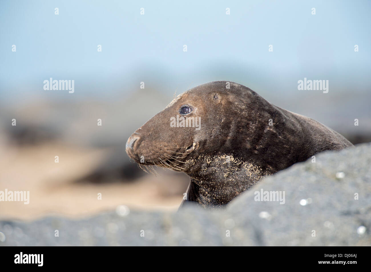 Adult male Grey seal Halichoerus grypus on Horsey beach. UK Stock Photo