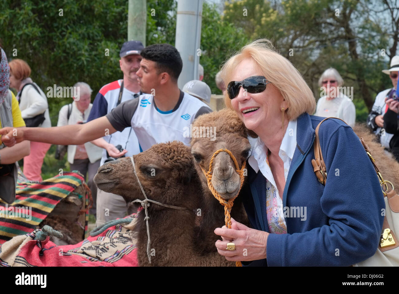 A tourist posing with young dromedary (one-humped) camels. Tangier, Morocco. Stock Photo