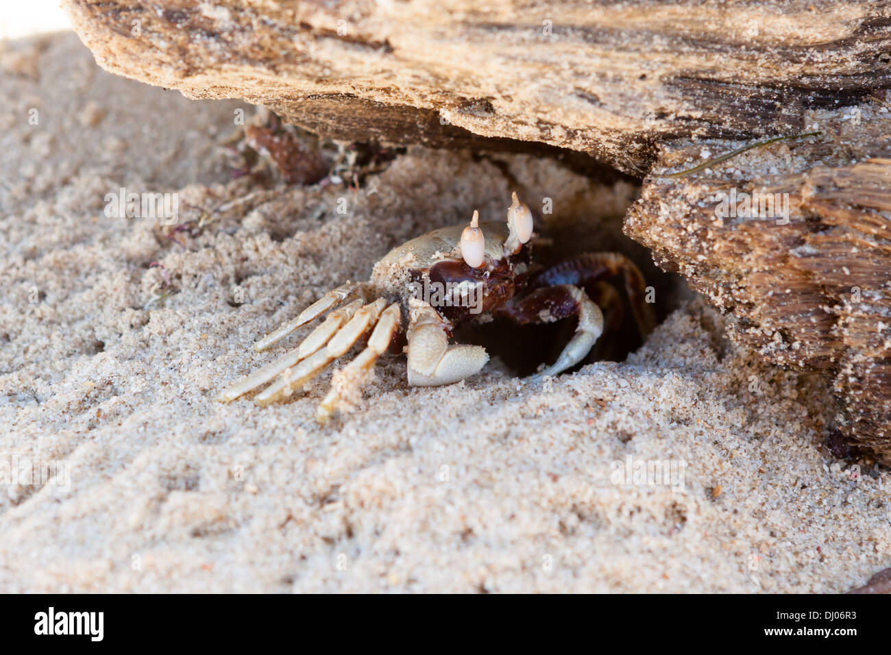 Sand crab and hole home Stock Photo Alamy