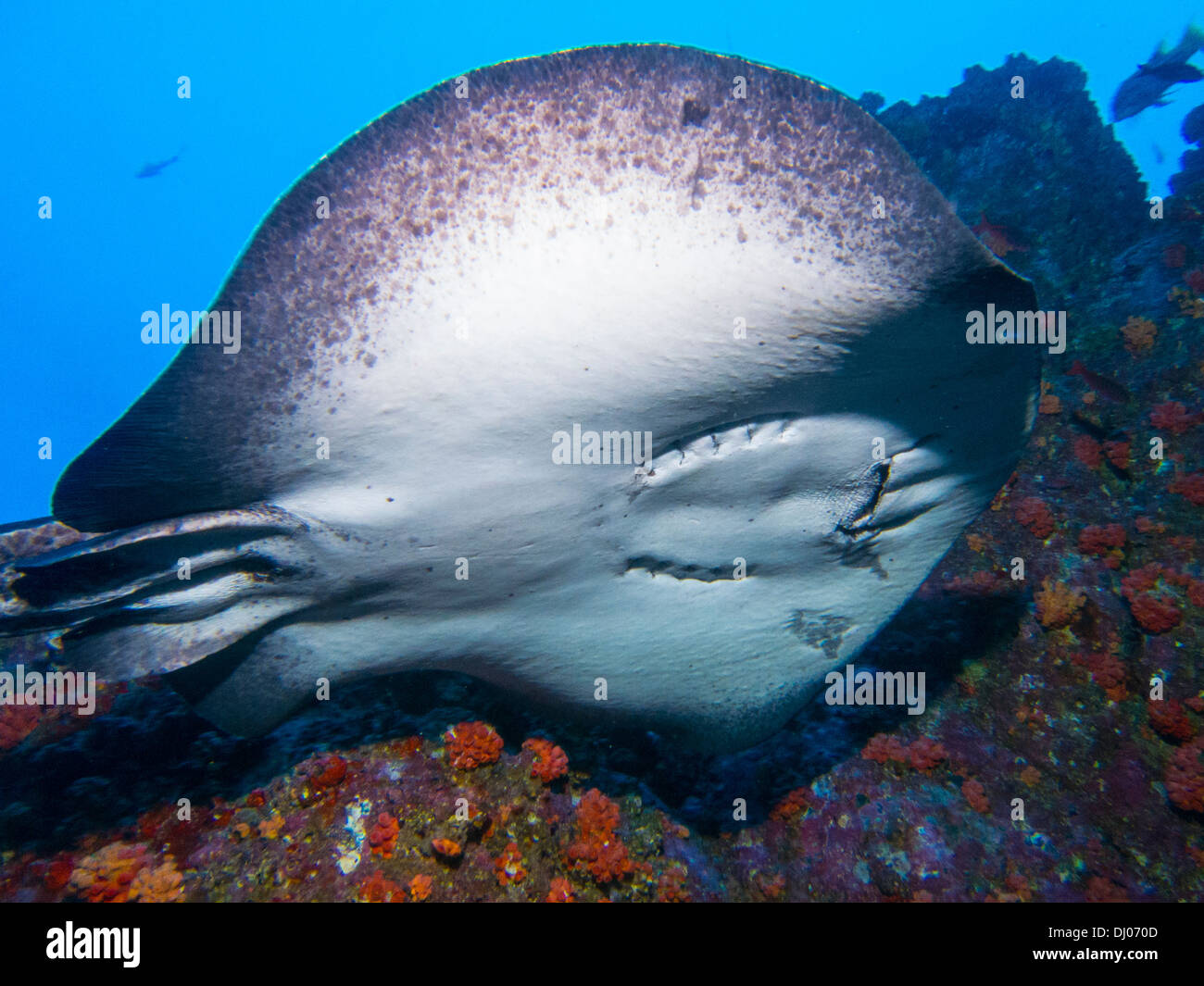 Underwater, Costa Rica, Cocos island, sea, ocean, scuba, diving Stock