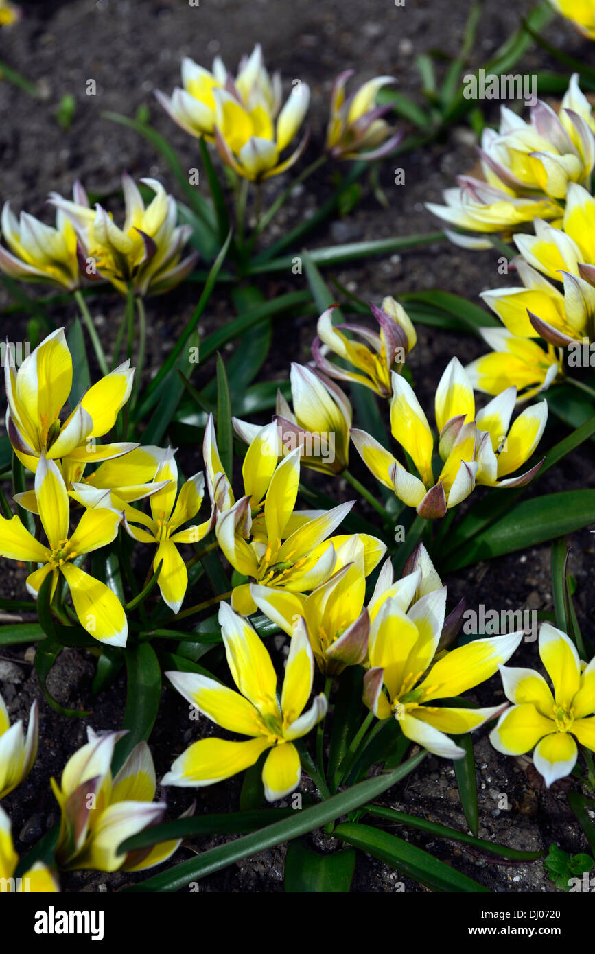 Tulipa tarda Dasystemon tulip species yellow lemon cream coloured colored colour color flower bloom blossom dwarf clump-forming Stock Photo