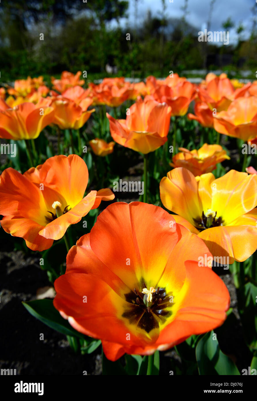 Tulipa Tulip daydream darwin hybrid group flowers spring flower bloom blossom Apricot Yellow Orange color colours Stock Photo