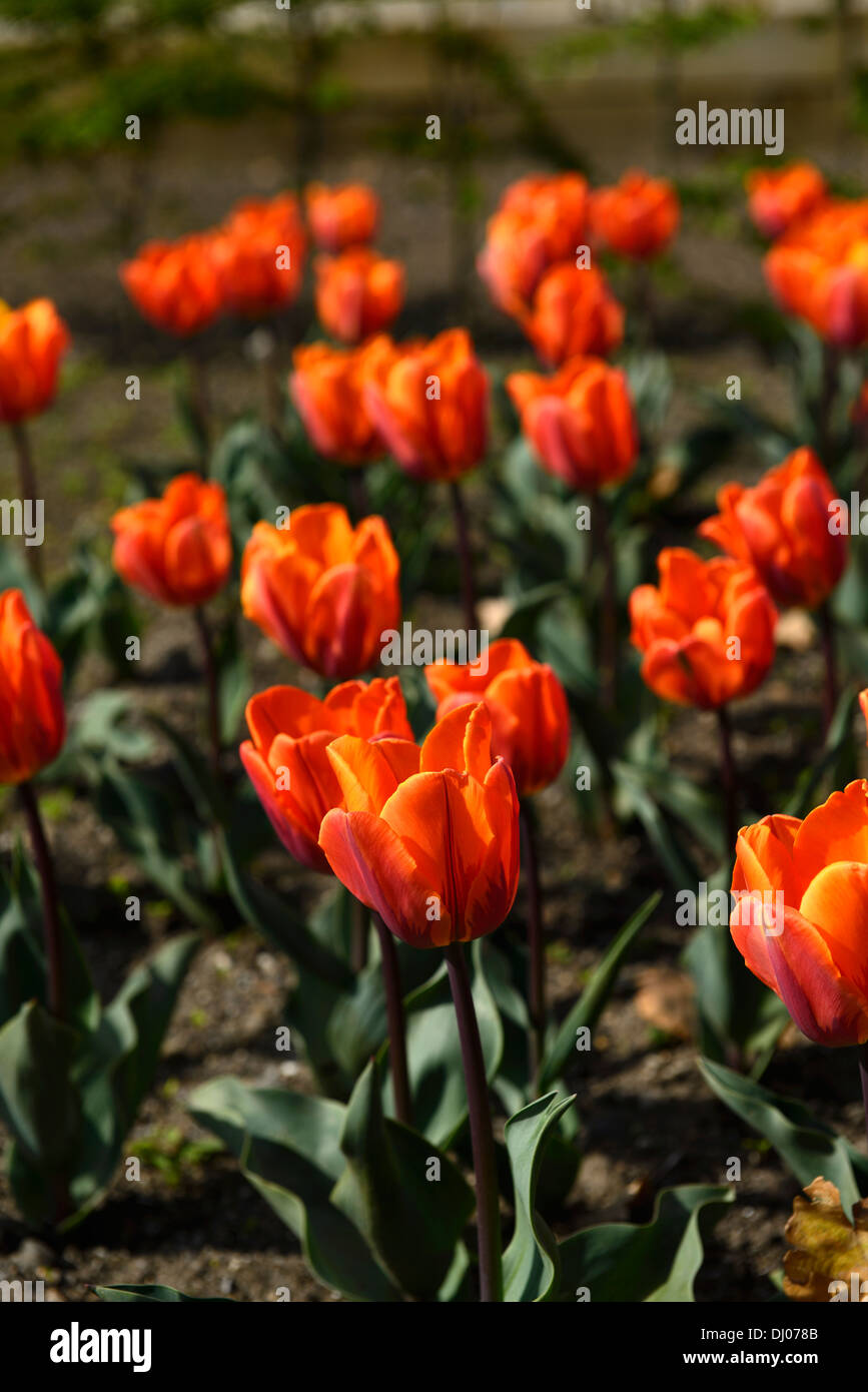 tulipa prinses irene plant portraits bright orange petals flowers tulips bulbs spring Stock Photo