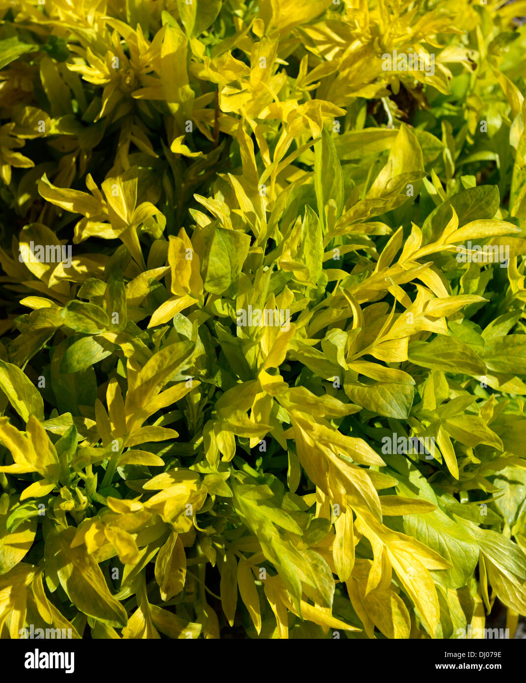 valeriana phu aurea valerian yellow golden foliage leaves plant portraits perennials closeup spring Stock Photo