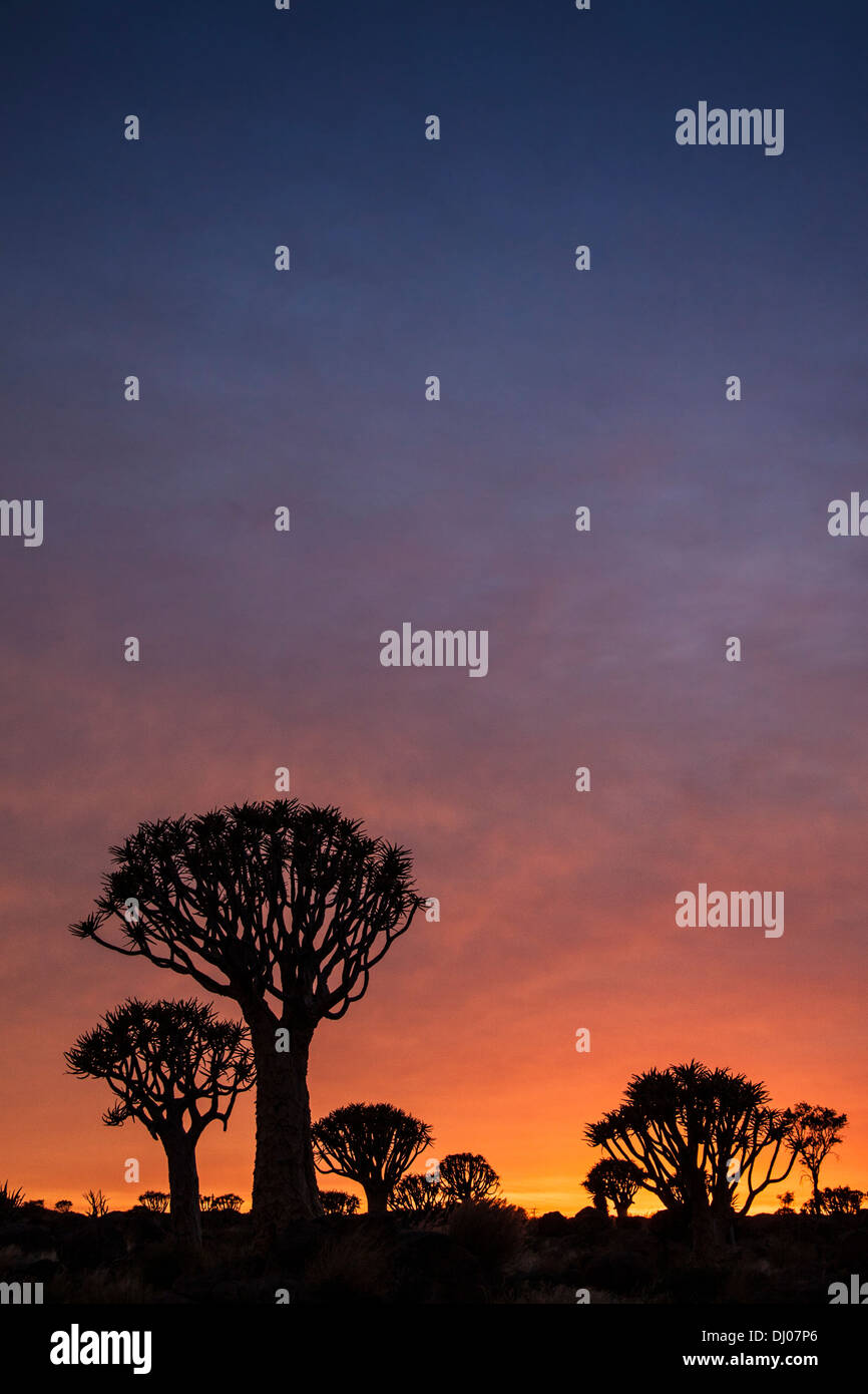 Quivertree, at sunset Stock Photo
