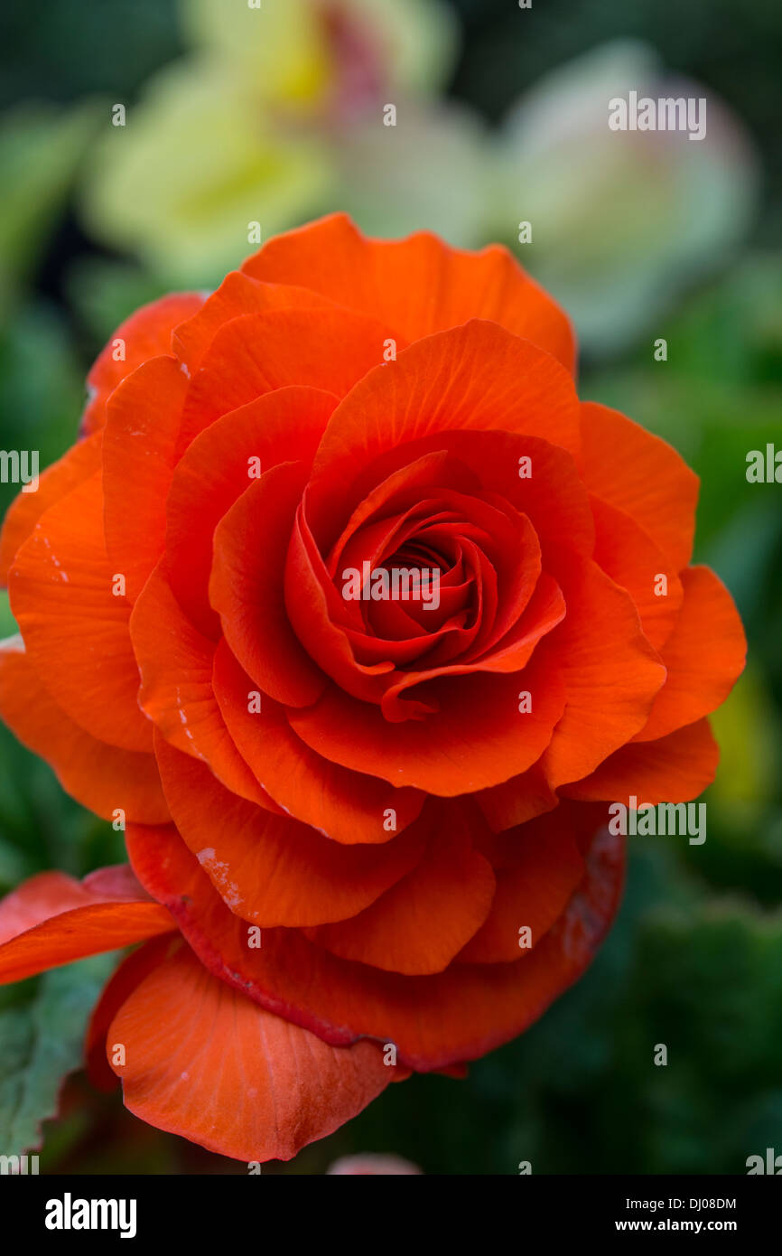 orange amber color colour rose petals garden Stock Photo