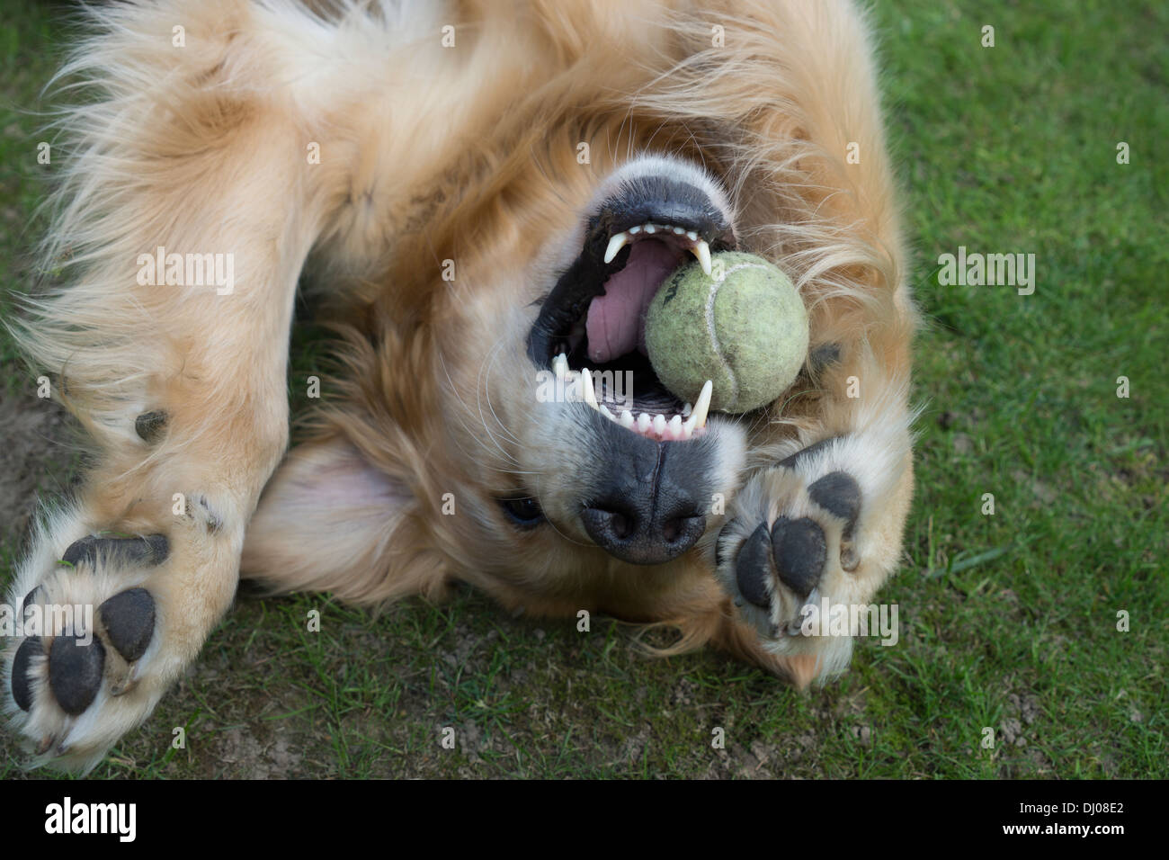 golden retriever Labrador dog face teeth playing Stock Photo