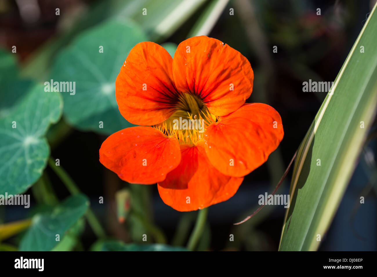 amber orange flower leaves Stock Photo