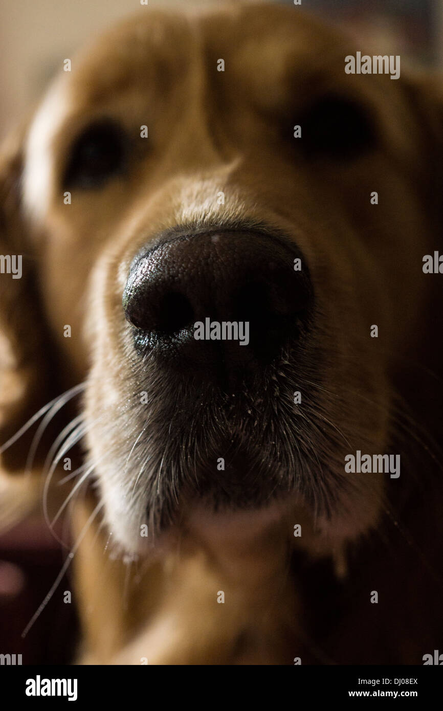 Do Dogs Need Their Face Whiskers