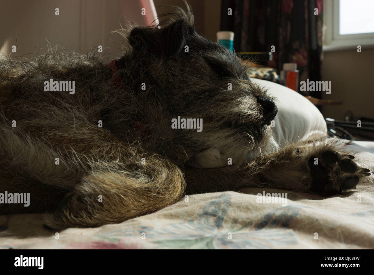border terrier dog sleeping head body bed paw Stock Photo Alamy