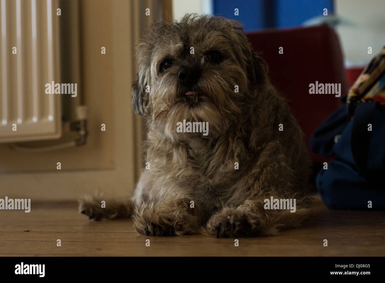 long haired border terrier
