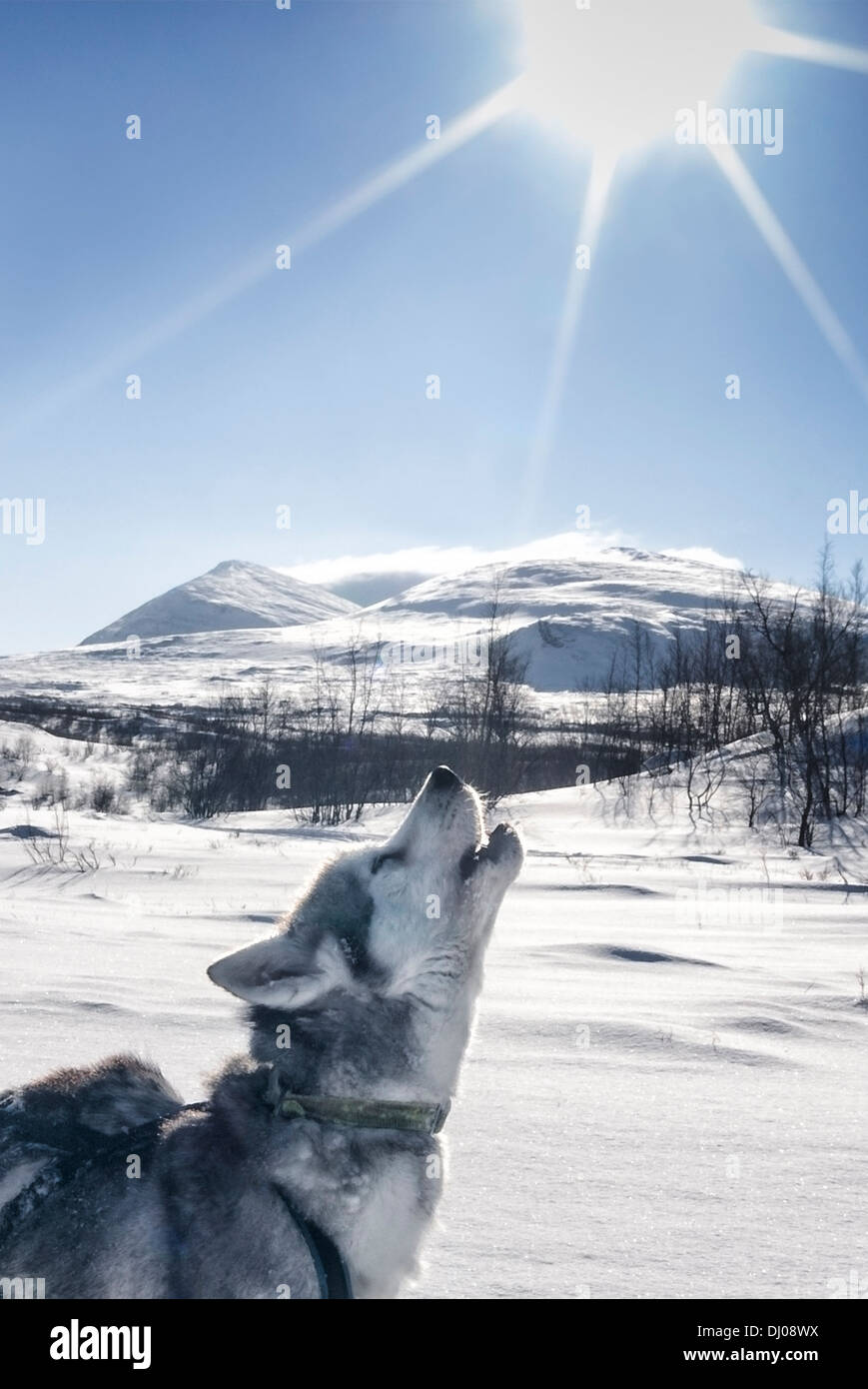 Dog howling outdoors, waiting to continue mushing through wilderness in Abisko, Sweden Stock Photo