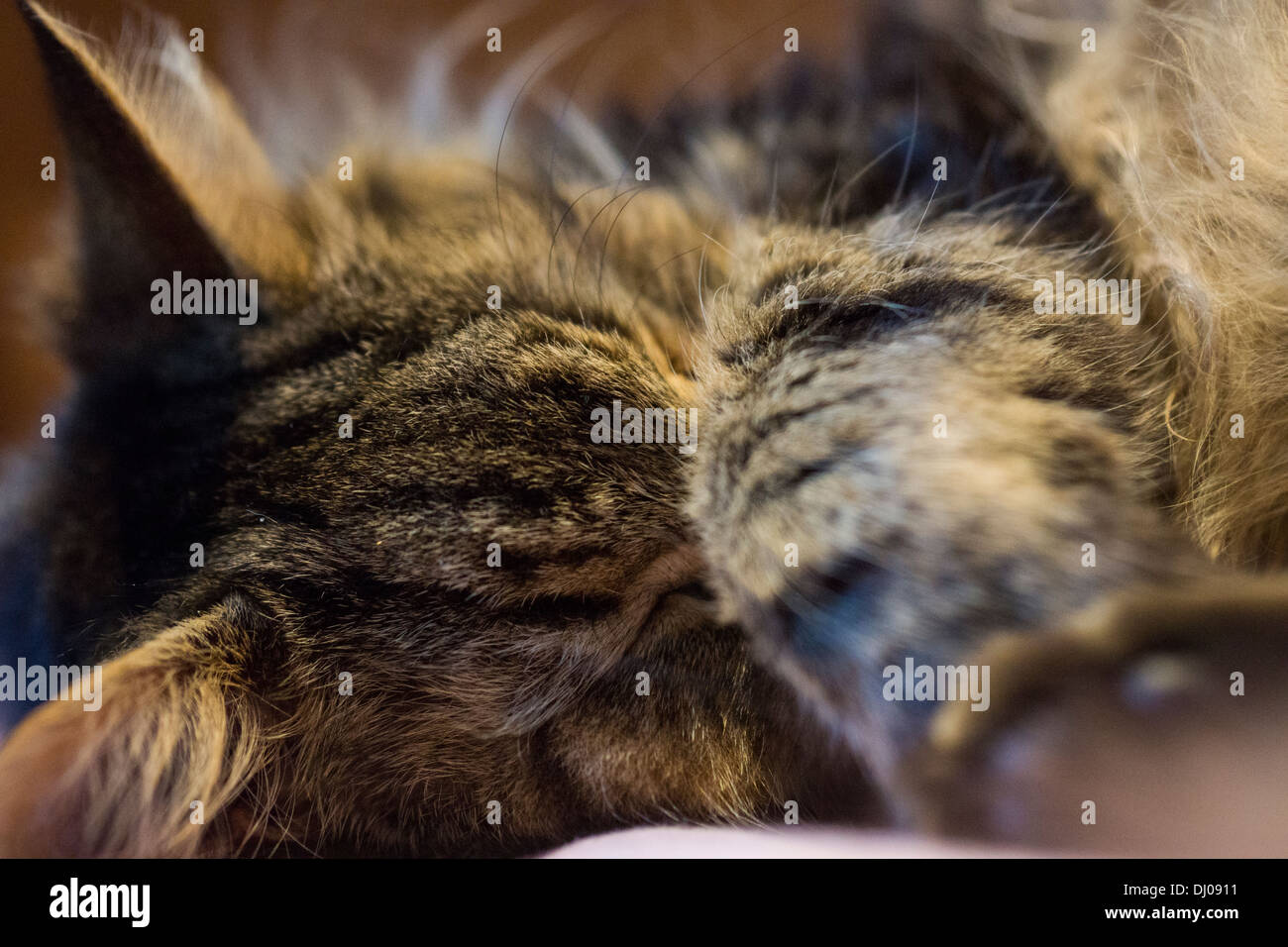 cat sleeping head whiskers paws curled up relaxing Stock Photo